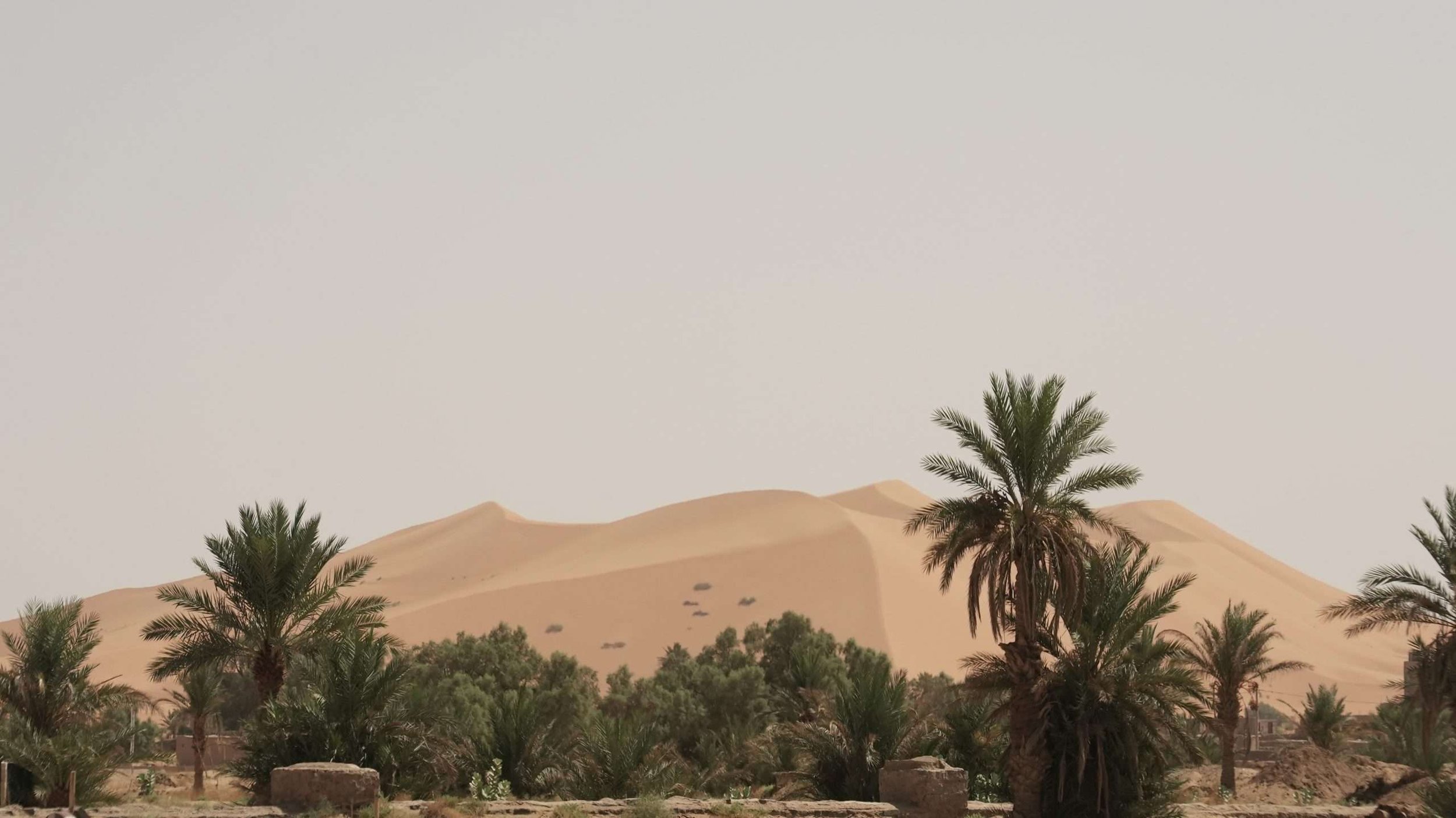 Merzouga sand dune in Sahara Desert with palm tree oasis