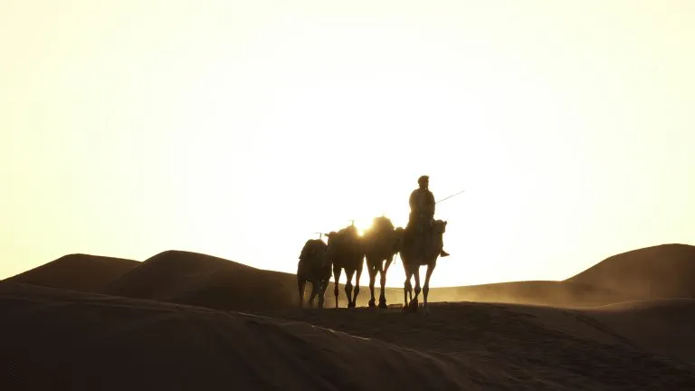 Sahara berber man crossing dunes by camel at sunrise