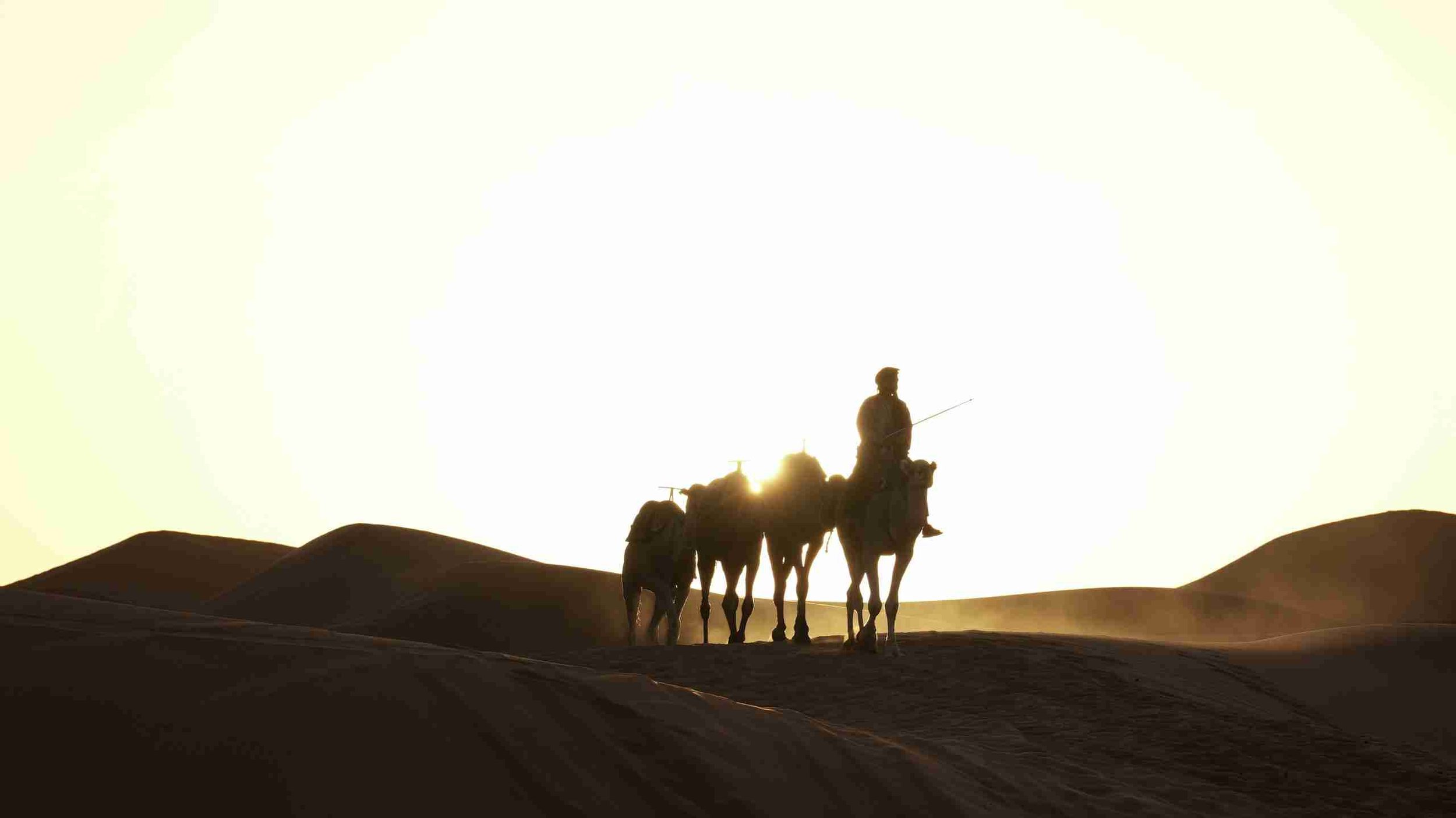 Sahara berber man crossing dunes by camel at sunrise