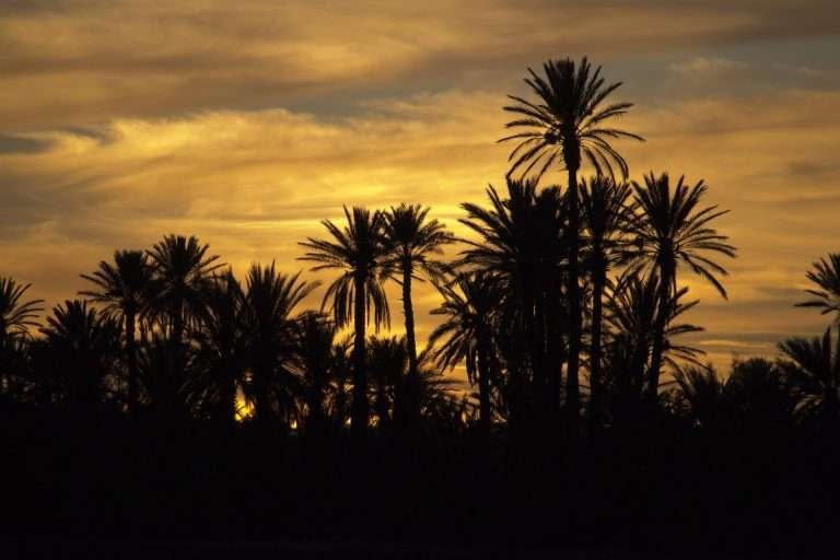 Palm grove silhouette at sunset in Morocco