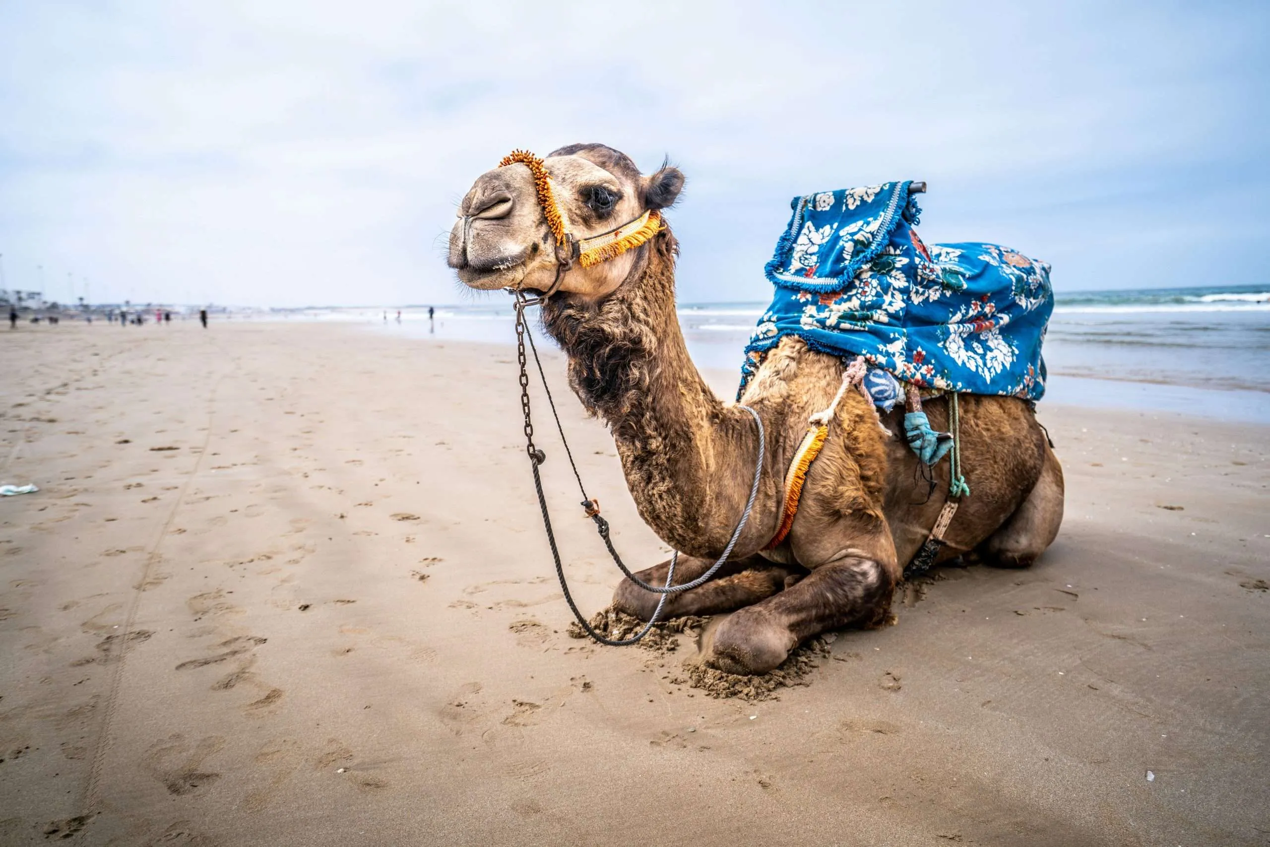 Essaouira, on our 11-Day Luxury Morocco Tour from Agadir to Marrakech via the Sahara