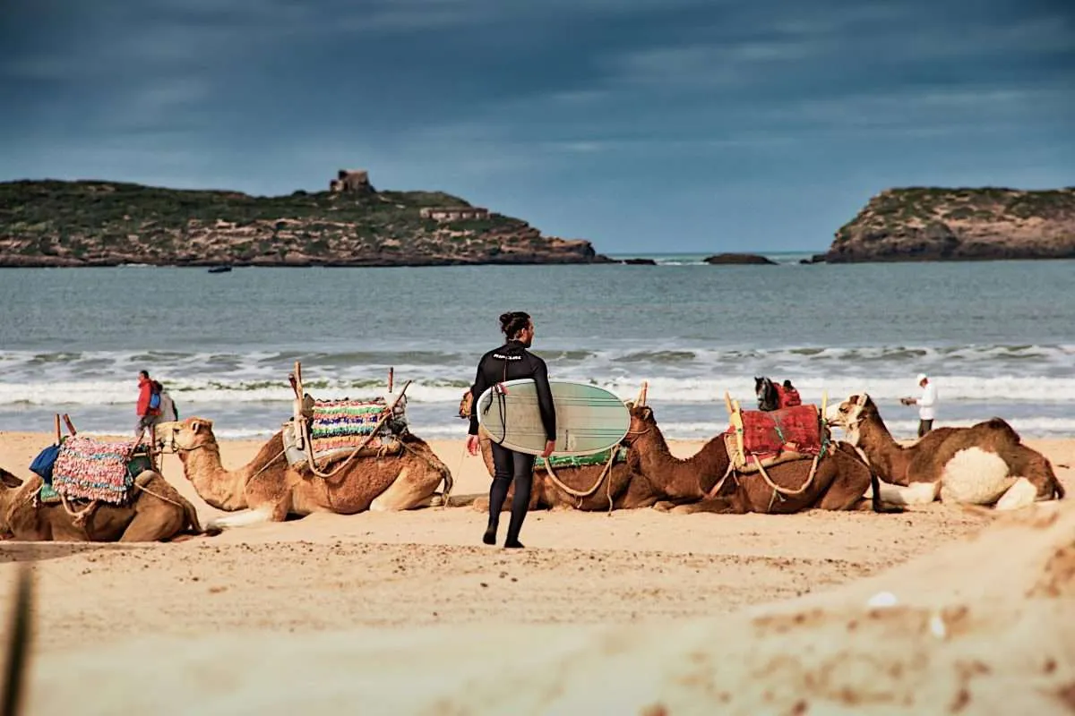 Camels resting on a beach in Morocco as surfer enters water in Essaouira, Moroccan Adventure Holidays