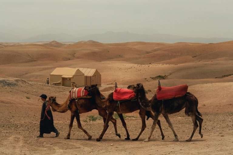 Camel caravan in Agafay Desert, Morocco
