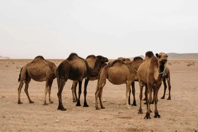 12-Day Luxury Morocco Grand Tour: Casablanca to Essaouira via Fes & Sahara