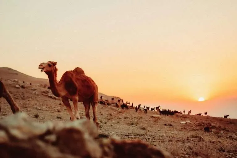 11-Day Luxury Morocco Tour: Casablanca to Essaouira via Fes & Sahara