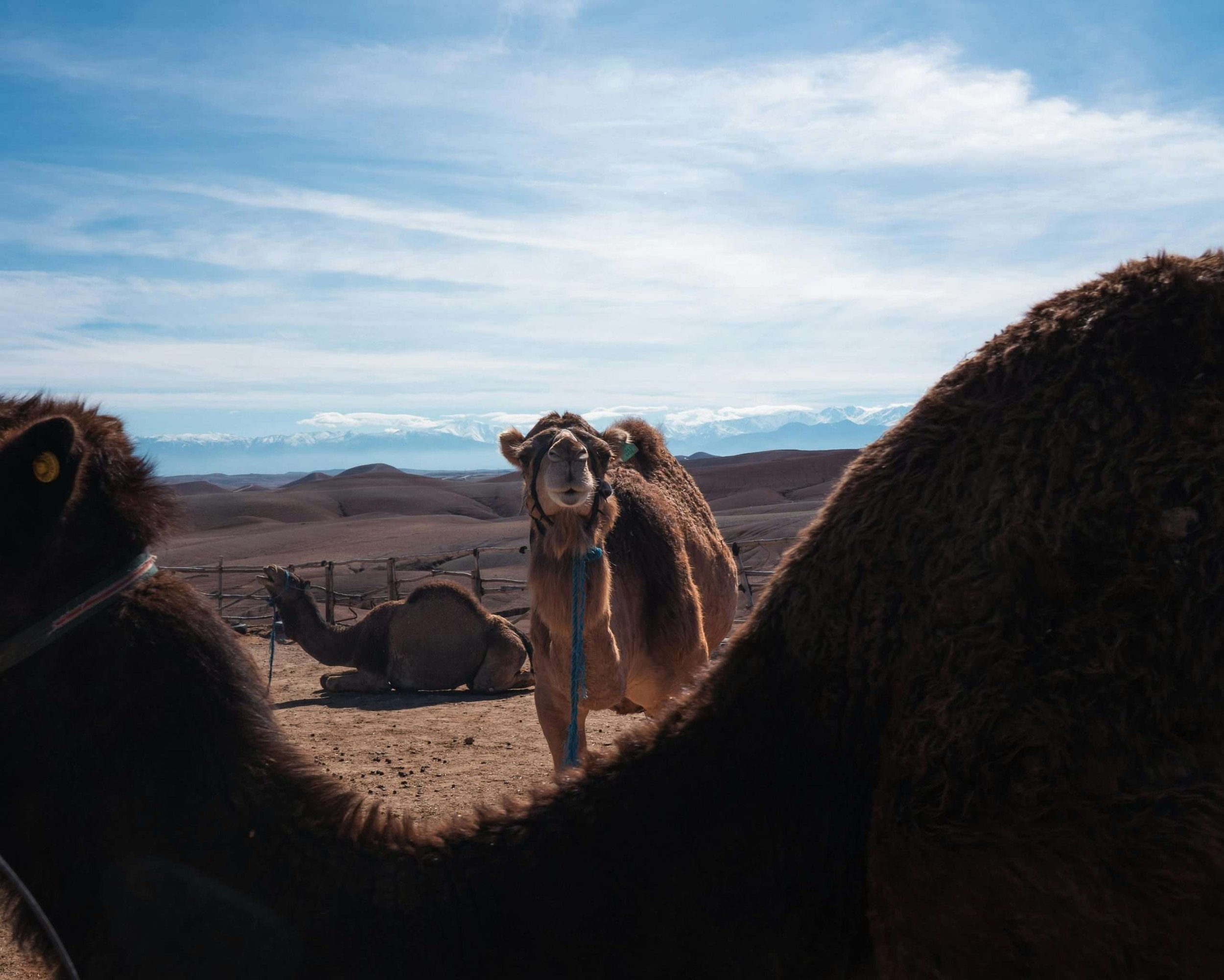 A happy camel in Agafay Desert, Morocco