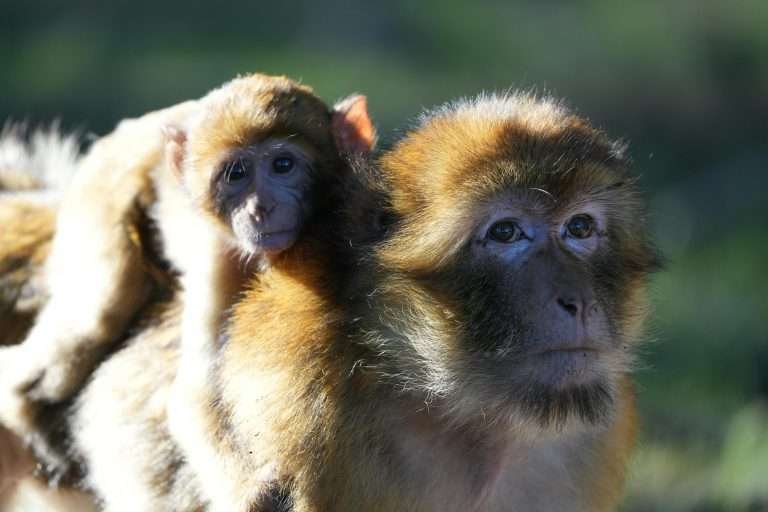 Two Barbary macaques in Morocco